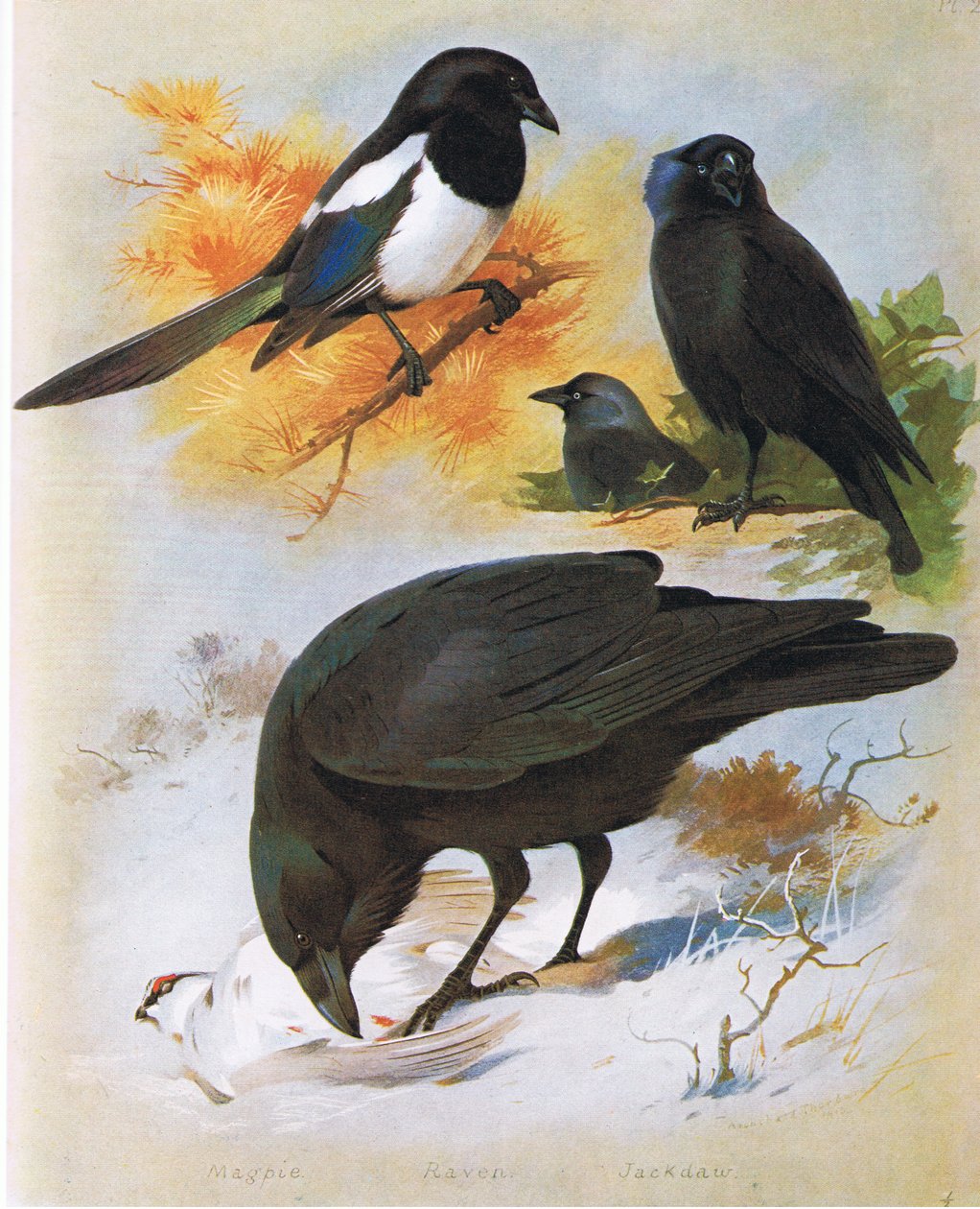 Magpie, Raven and Jackdaw, pub. af Book Club Associates, 1972 af Archibald Thorburn