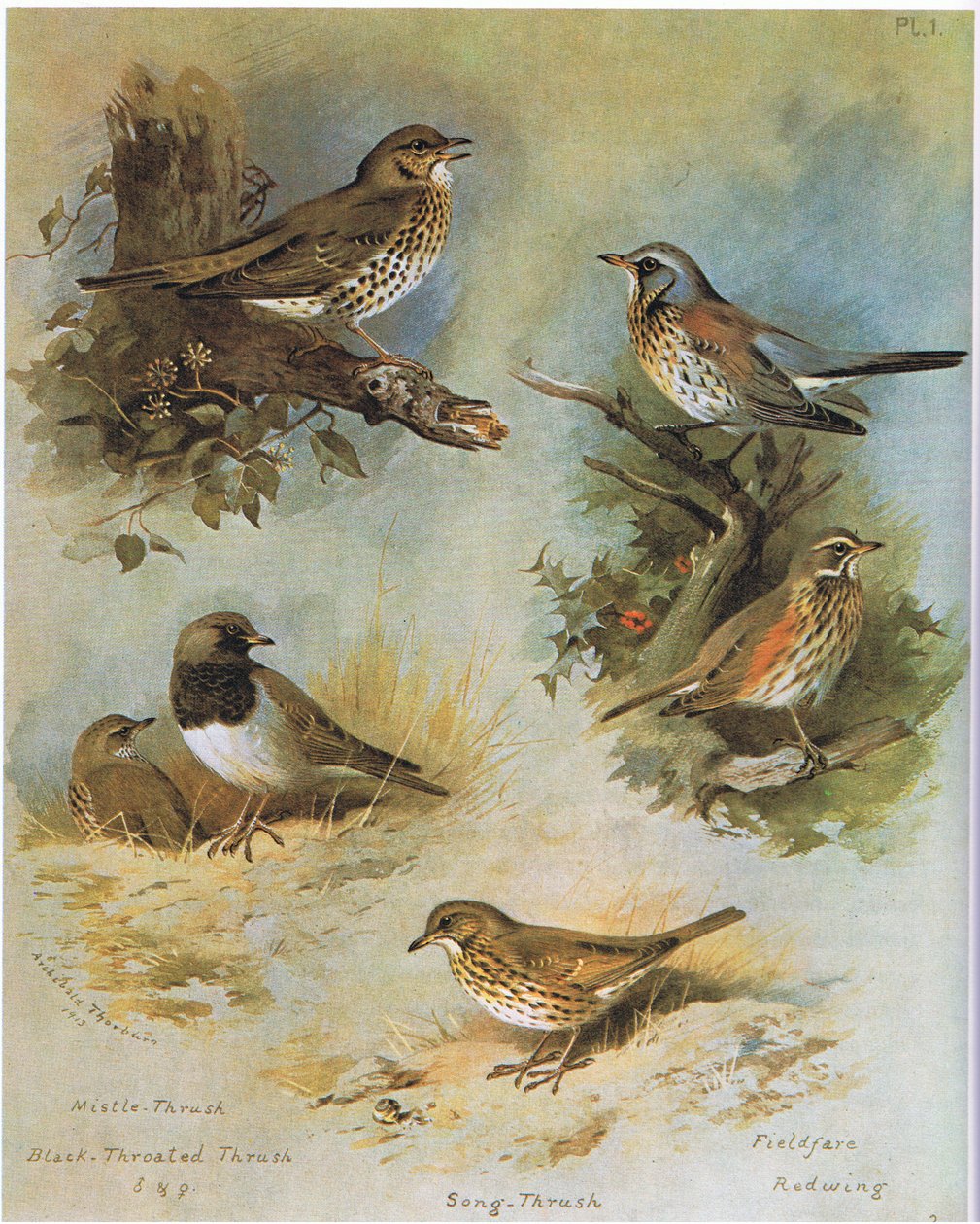 Misteldrossel, Sortstrubet Drossel, Sangdrossel, Markfarve, Rødvinge, pub. af Book Club Associates, 1972 af Archibald Thorburn