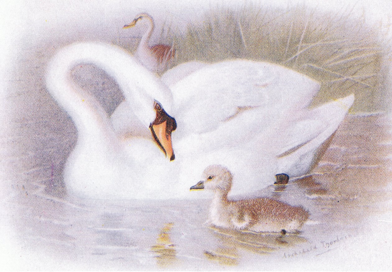 Stumsvane af Archibald Thorburn