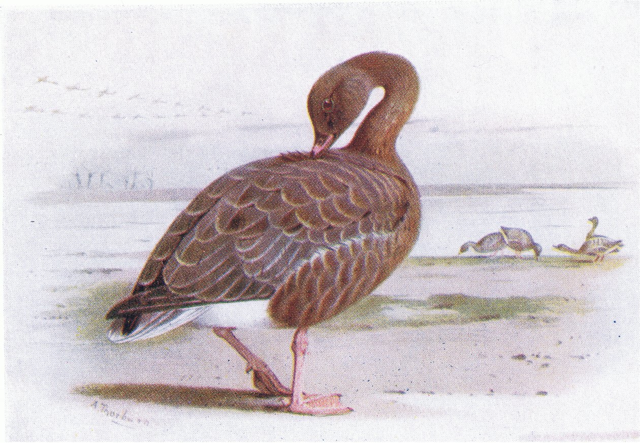 Pink Footed Goose af Archibald Thorburn