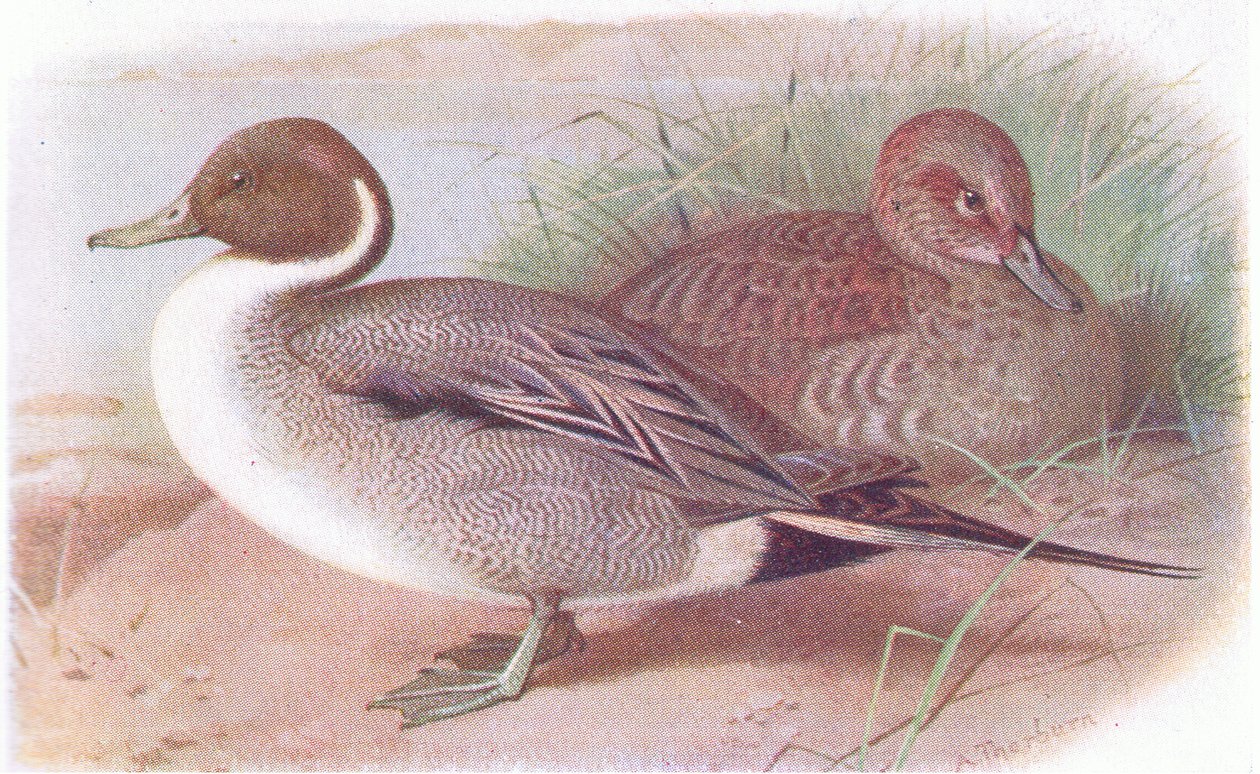 Nålehale af Archibald Thorburn