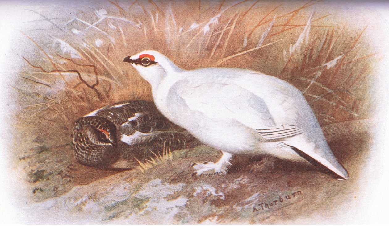 Ptarmigan, fra British Birds udgivet af Longmans, 1932 af Archibald Thorburn
