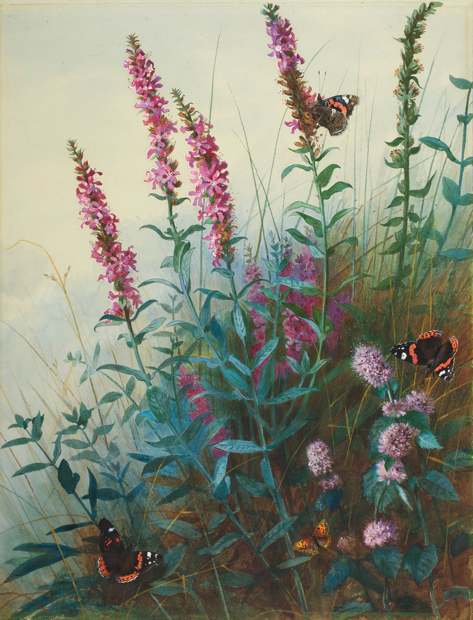 Purple Loosestrife and Watermint, c.1910-20 af Archibald Thorburn
