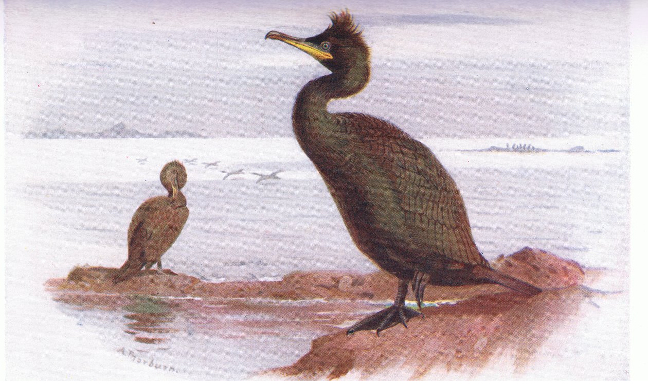 Shag af Archibald Thorburn