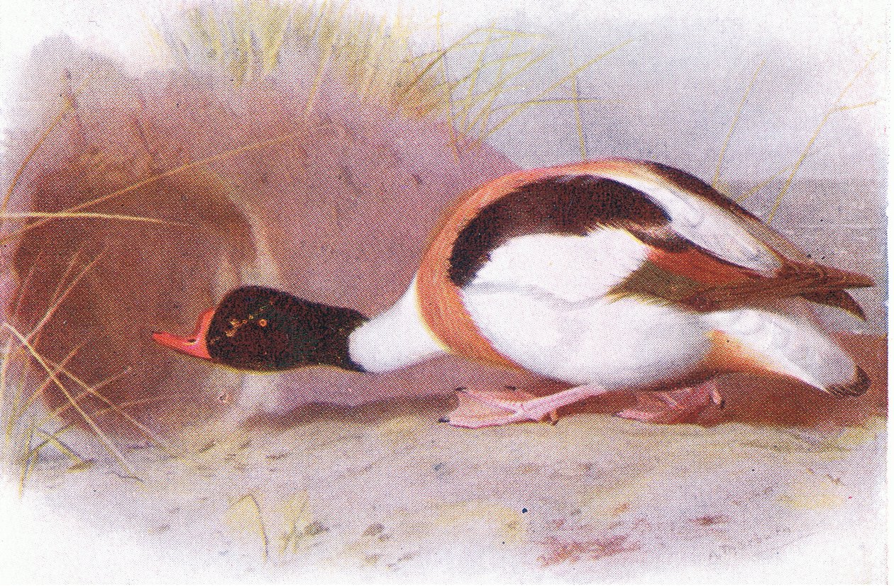 Skjold And af Archibald Thorburn