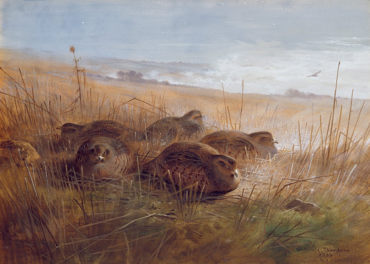 Sneppe, 1923 af Archibald Thorburn
