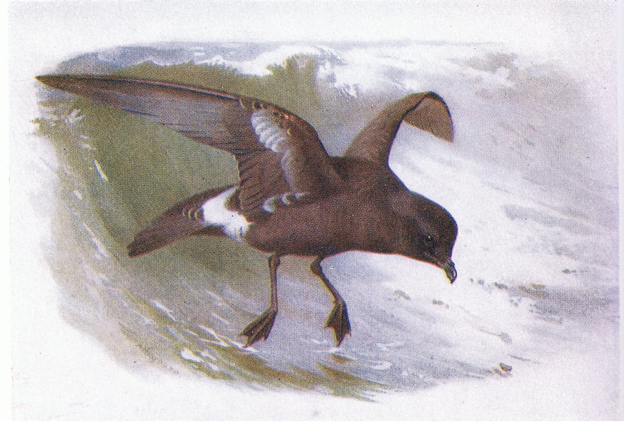 Storm Petrel af Archibald Thorburn