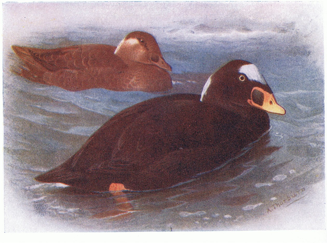 Surf Scoter af Archibald Thorburn