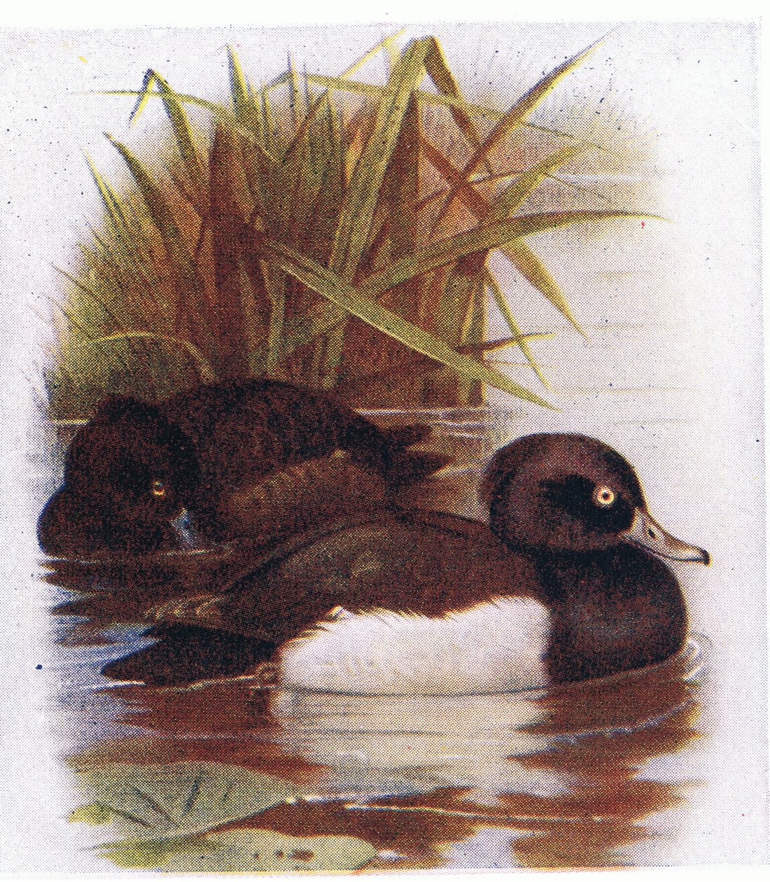 Tufted Duck af Archibald Thorburn