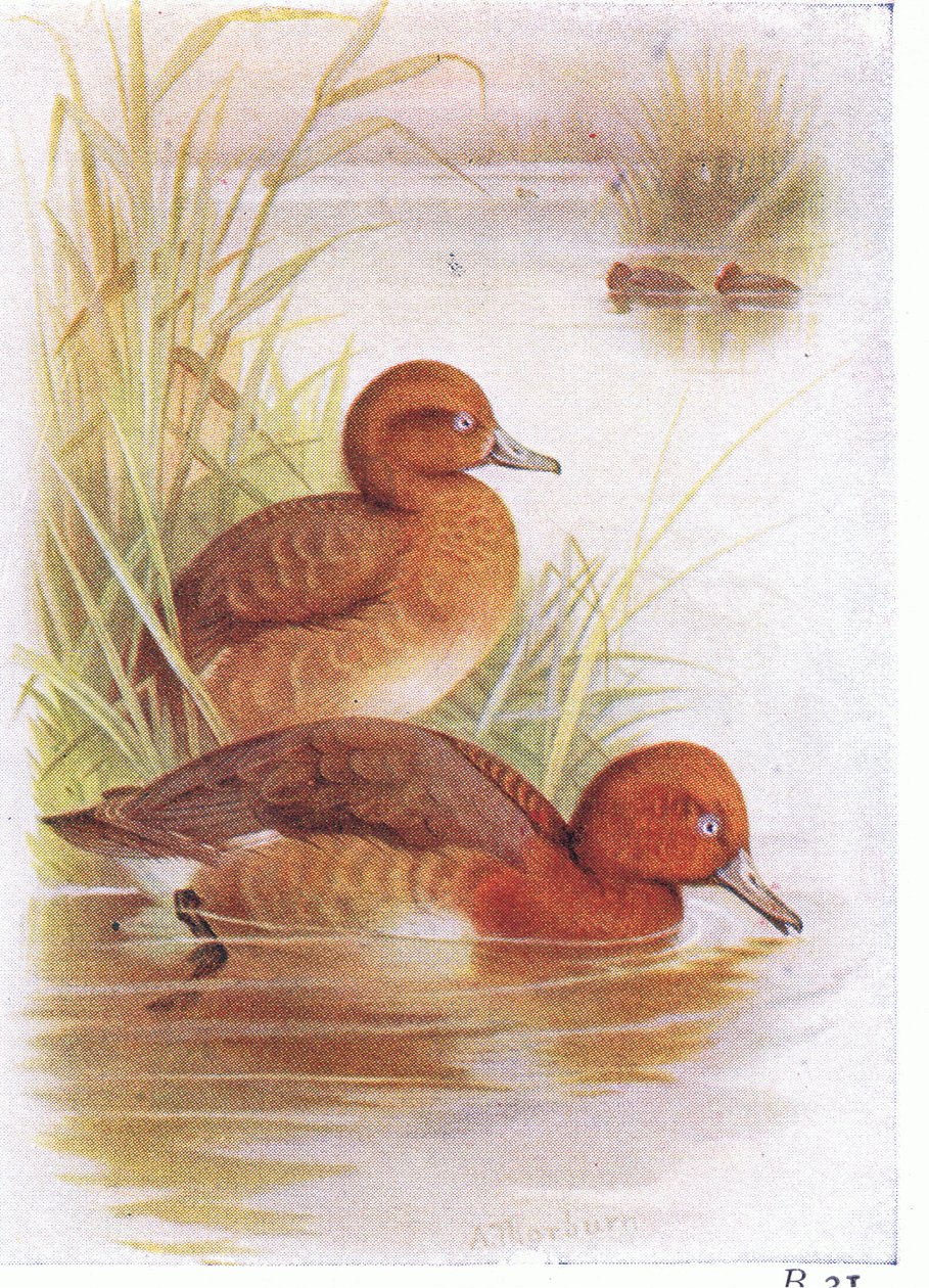 White Eyed Pochard af Archibald Thorburn