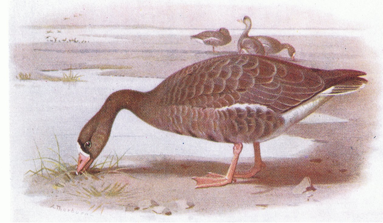 Hvid Gås af Archibald Thorburn