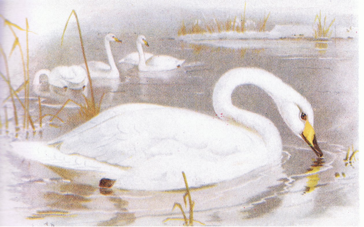 Knopsvane af Archibald Thorburn