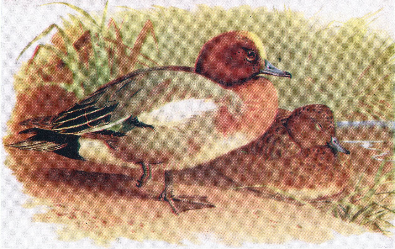 Pibeand af Archibald Thorburn
