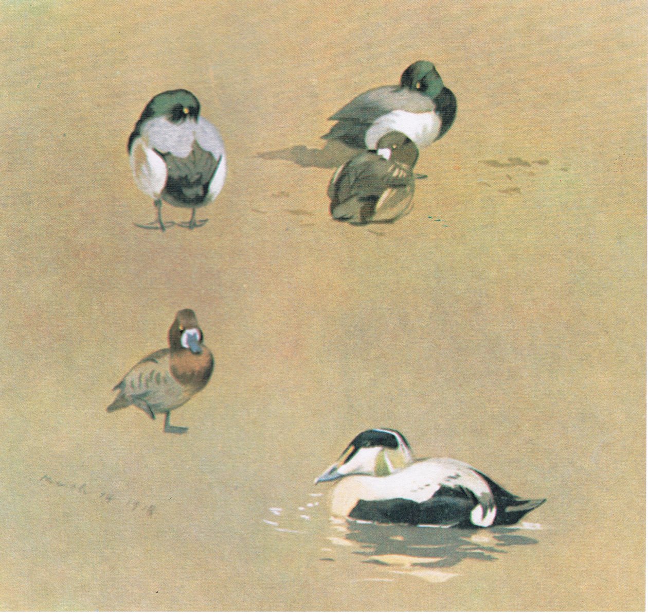 Wigeon, Scaup and Edder Duck, pub. af Book Club Associates, 1972 af Archibald Thorburn