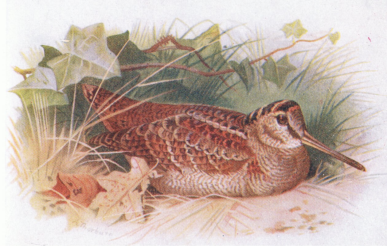 Woodcock, fra Birds of the British Isles and Their Eggs udgivet af Frederick Warne & Co Ltd, 1958 af Archibald Thorburn