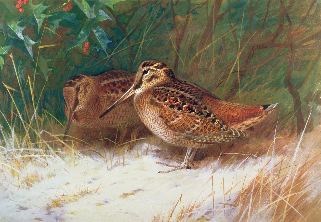 Skovsneppe i underskoven af Archibald Thorburn