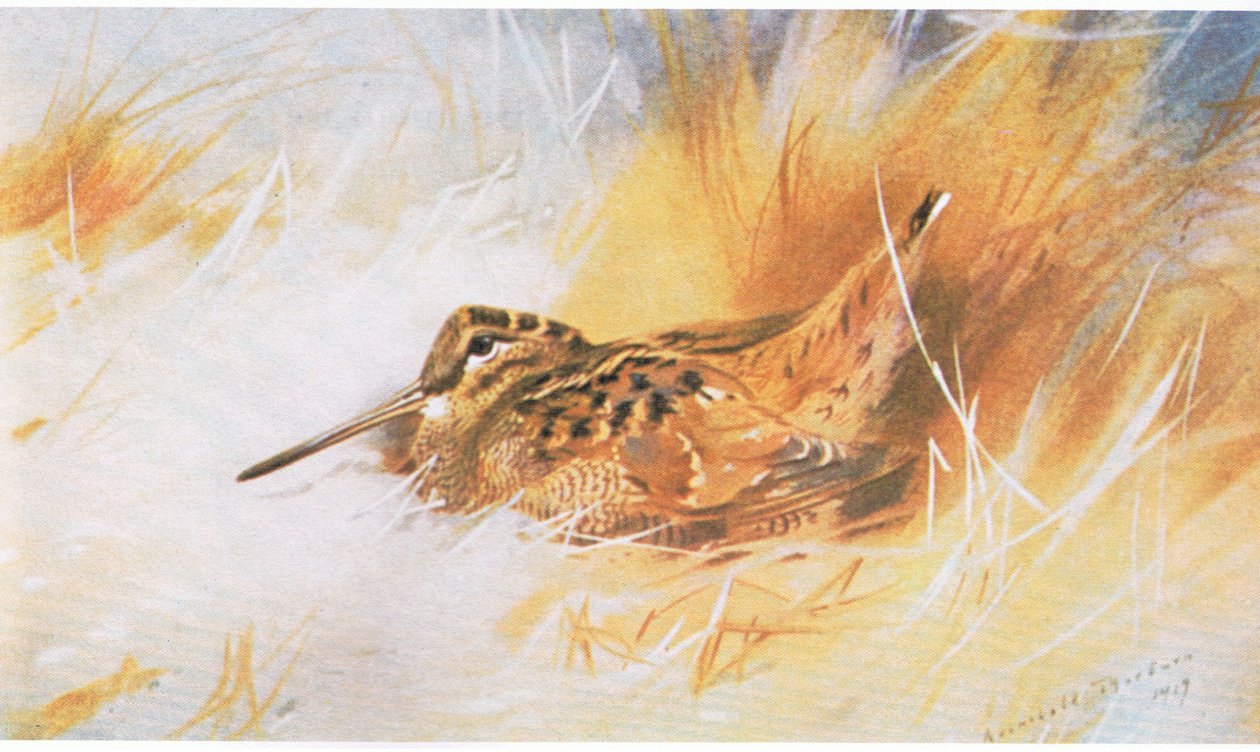 Woodcock, pub. af Book Club Associates, 1972 af Archibald Thorburn