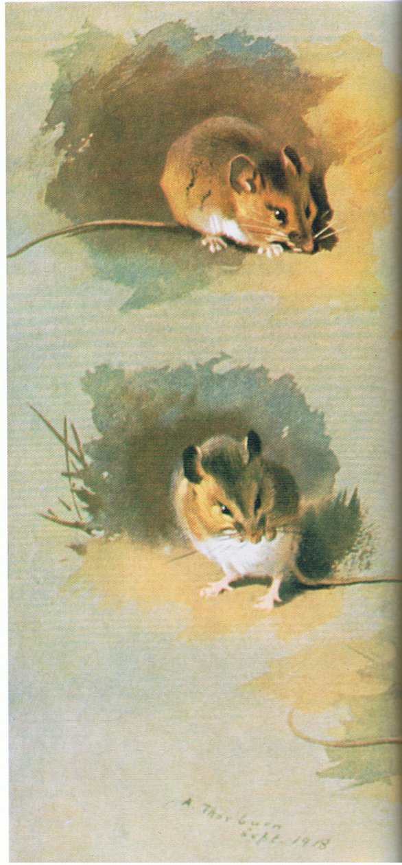 Woodmouse, pub. af Book Club Associates, 1972 af Archibald Thorburn