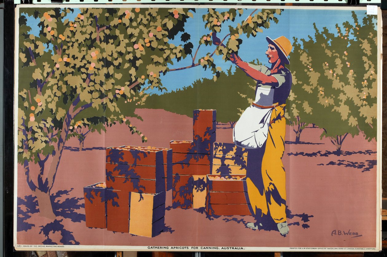 Aprikoosien kerääminen säilykettä varten - Australia (väri litho) af Archibald Bertram Webb