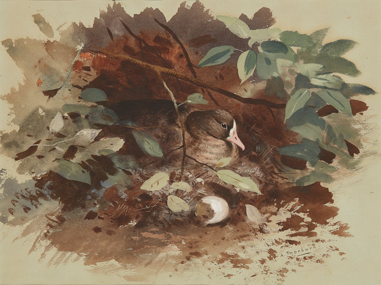 En rugende gås (akvarel på blåt papir) af Archibald Thorburn