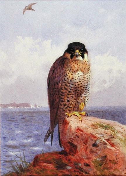 En vandrefalk ved havet af Archibald Thorburn