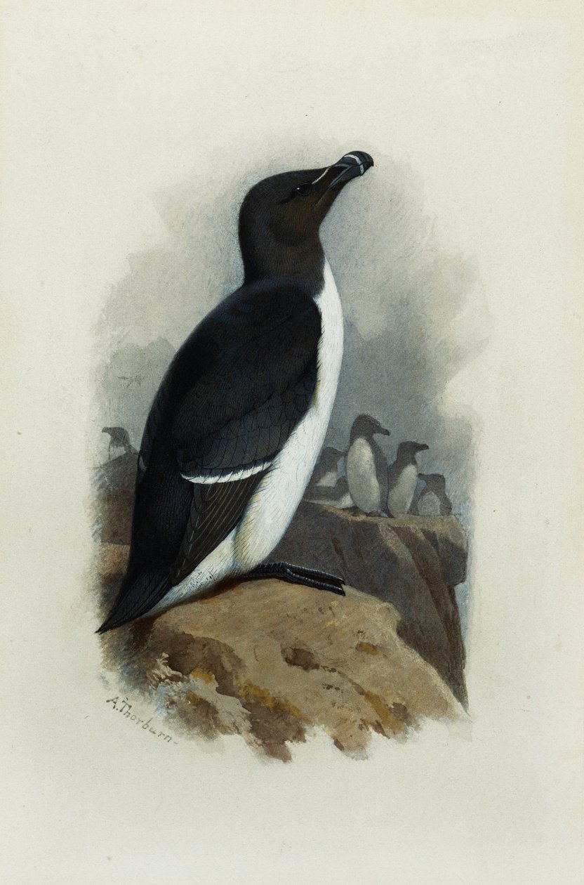 En alk af Archibald Thorburn