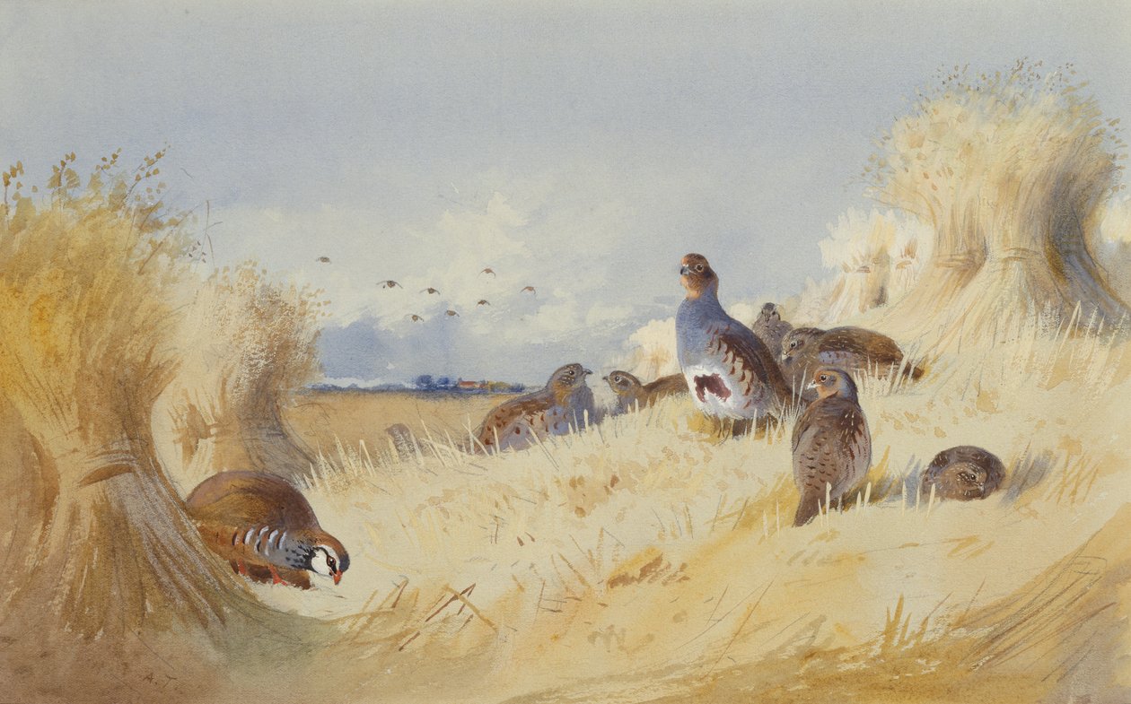 En rødbenet patridge og en masse grå patridges af Corn Stooks (blyant og akvarel) af Archibald Thorburn