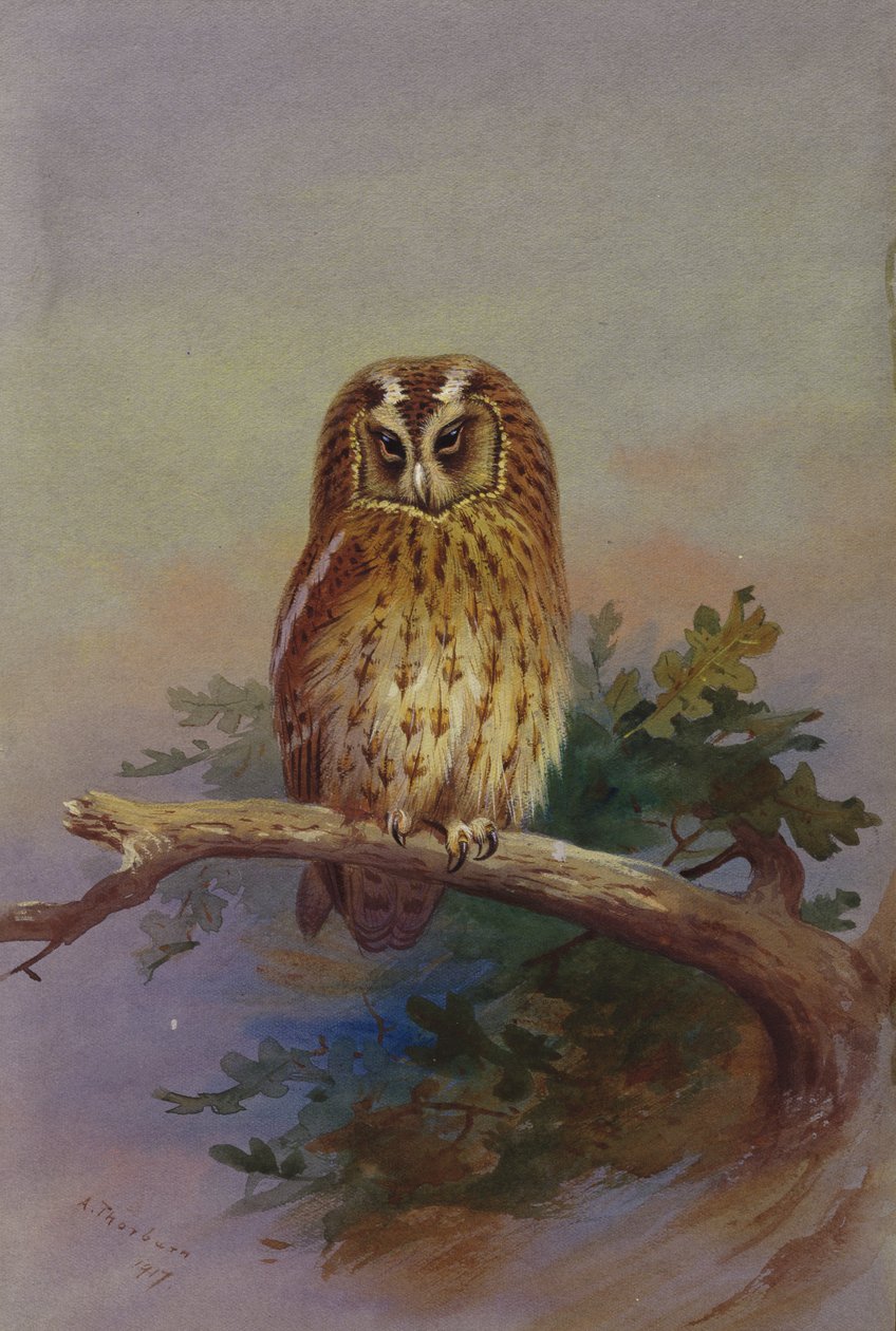 En Tawny Owl, der sidder på en egegren af Archibald Thorburn