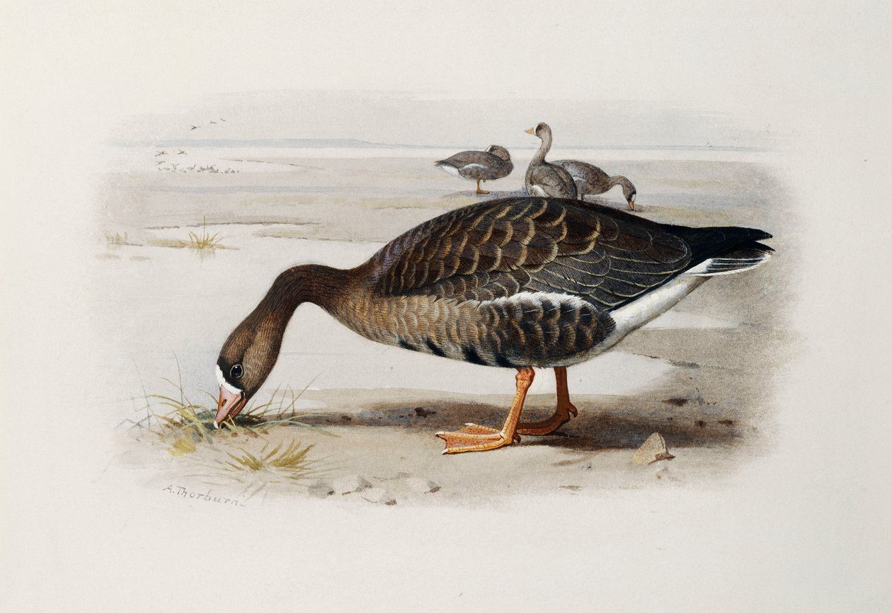 En hvidfrontgås af Archibald Thorburn