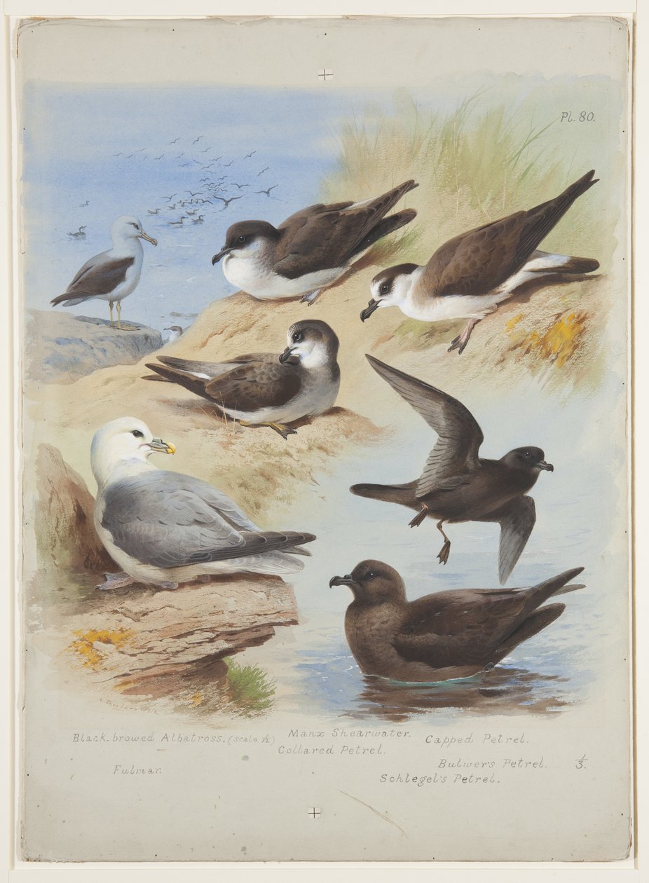 Albatross, kronblade, skydeskive, havsukker, ca. 1915 (akvarel & kropsfarve over blyant på papir) af Archibald Thorburn