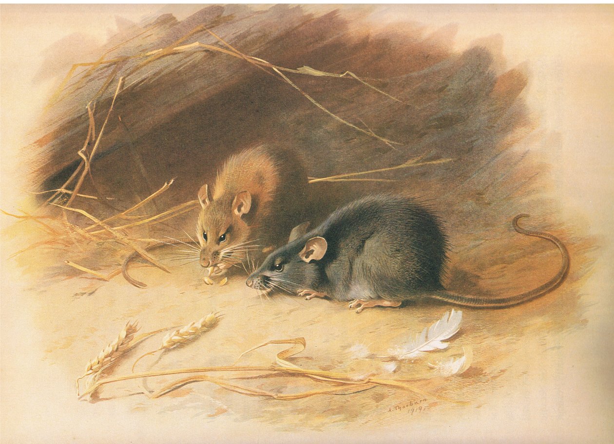 Alexandrine Rat and Black Rat, fra Thorburns Pattedyr udgivet af Longmans og Co, ca. 1920 af Archibald Thorburn