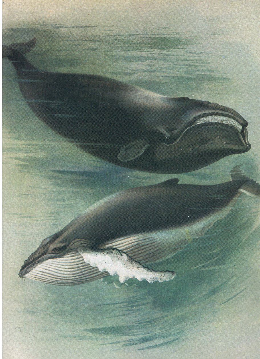 Atlantic White Whale and Humped Back Whale, fra Thorburns Pattedyr udgivet af Longmans og Co, ca. 1920 af Archibald Thorburn