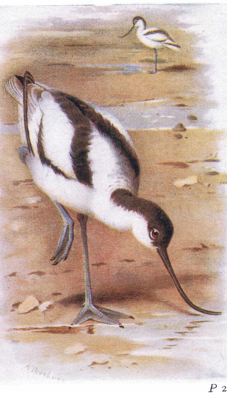 Avocet, fra Birds of the British Isles and Their Eggs udgivet af Frederick Warne & Co Ltd, 1958 af Archibald Thorburn