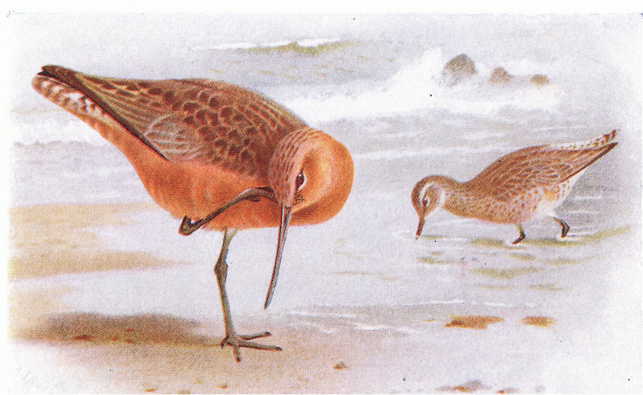 Bar Tailed Godwit, fra Birds of the British Isles and Their Eggs udgivet af Frederick Warne & Co Ltd, 1958 af Archibald Thorburn