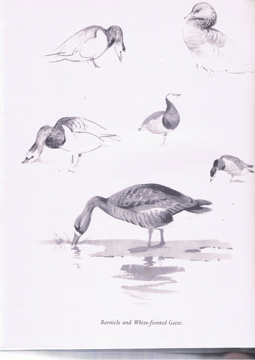 Bramgæs og Hvidgæs, 1938 af Archibald Thorburn