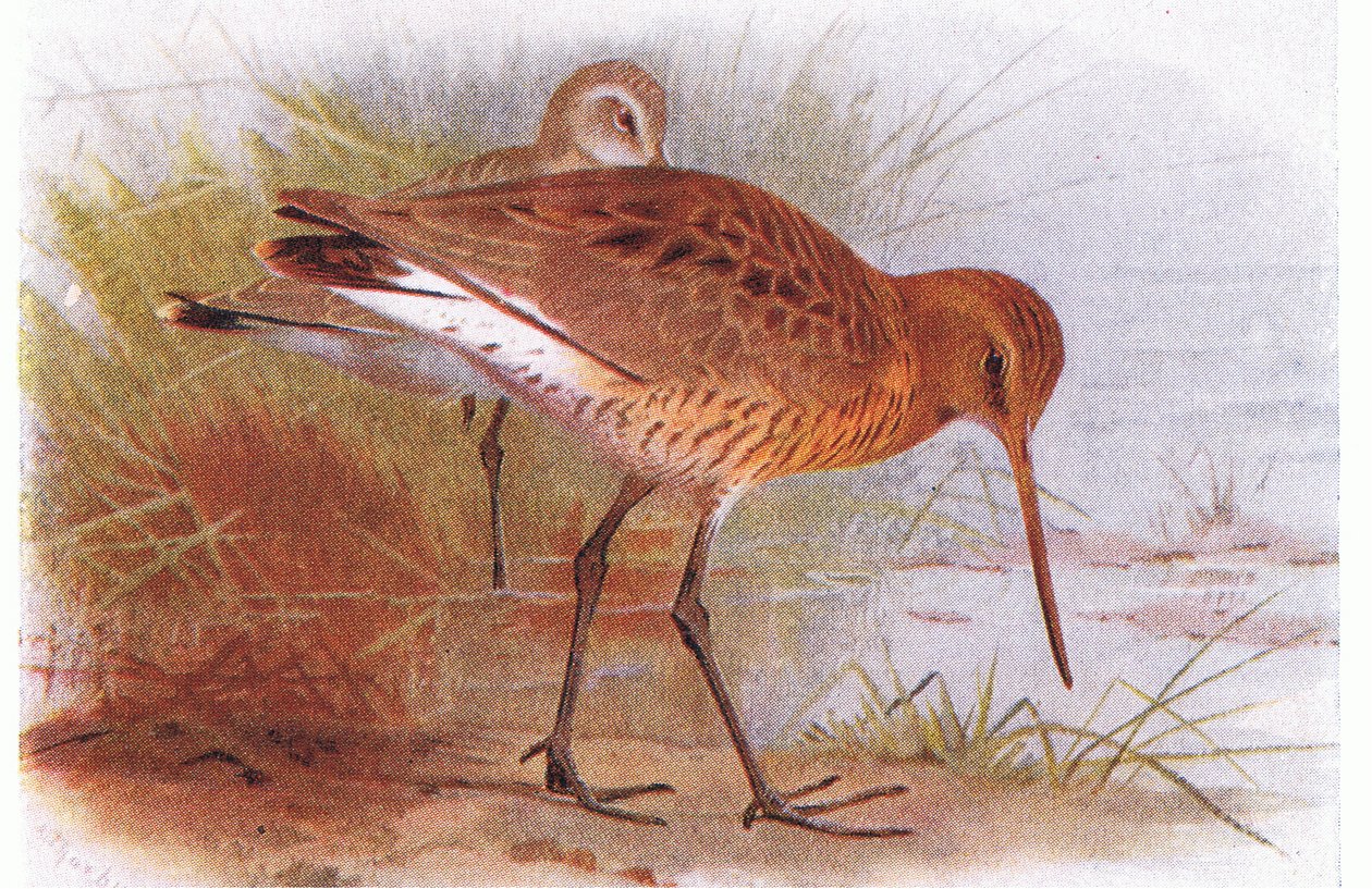Black Tailed Godwit, fra Birds of the British Isles and Their Eggs udgivet af Frederick Warne & Co Ltd, 1958 af Archibald Thorburn