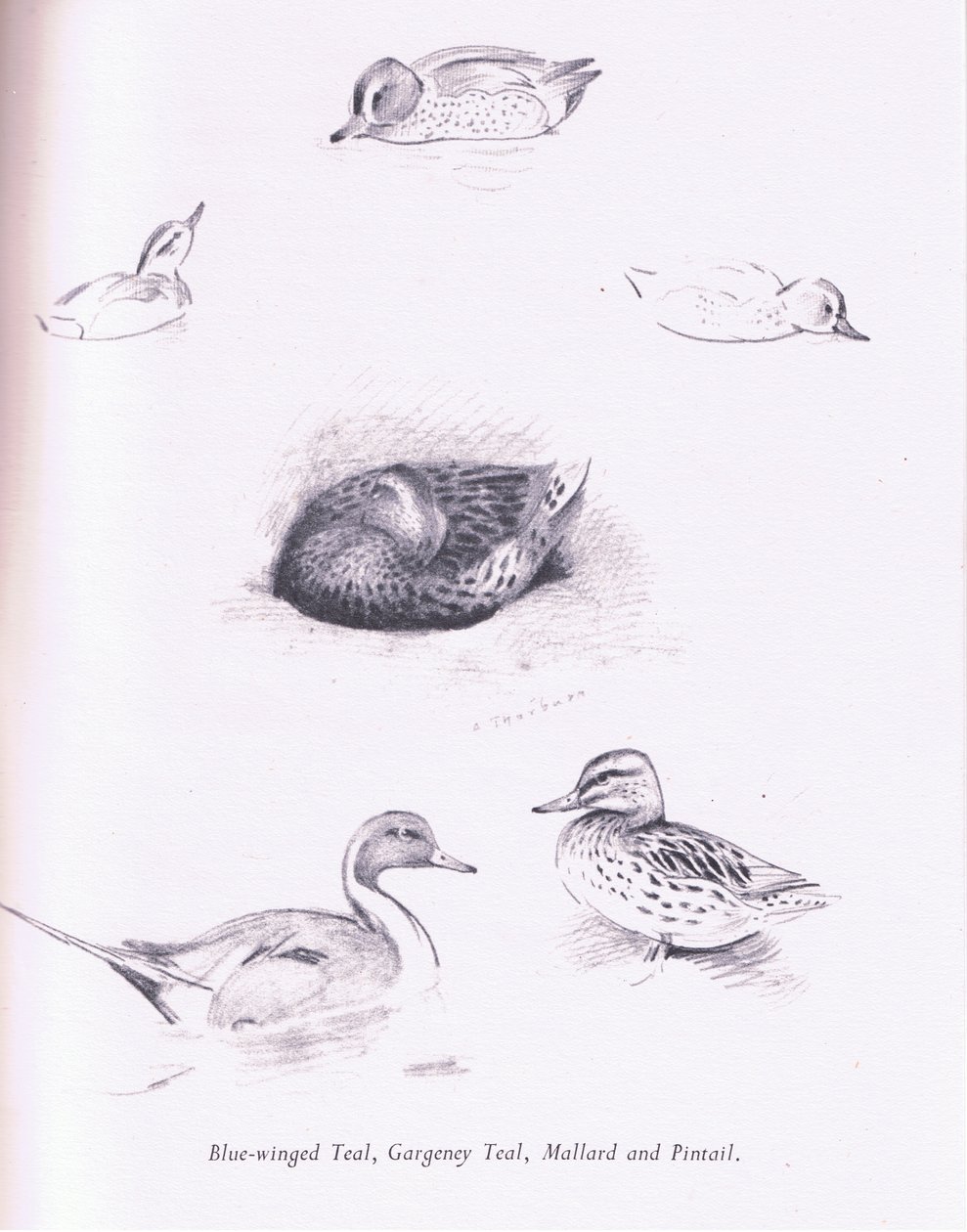 Blåvinget krikand, garganey, krikand, gråand og nålehale, 1938 af Archibald Thorburn