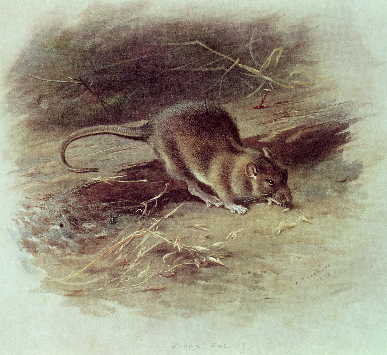 Brun rotte (Rattus norvegicus) 1918 af Archibald Thorburn