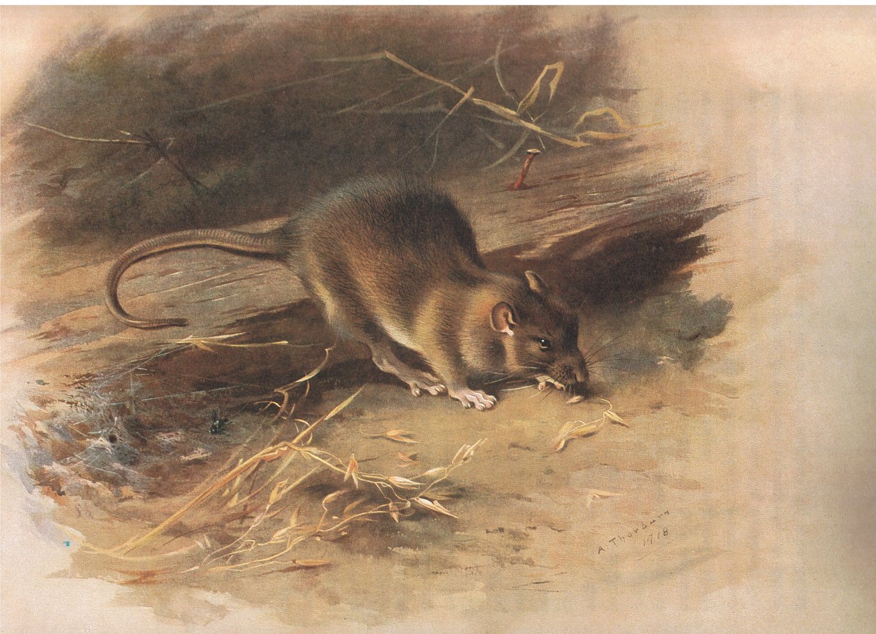 Brown Rat, fra Thorburns Mammals udgivet af Longmans og Co, ca. 1920 af Archibald Thorburn