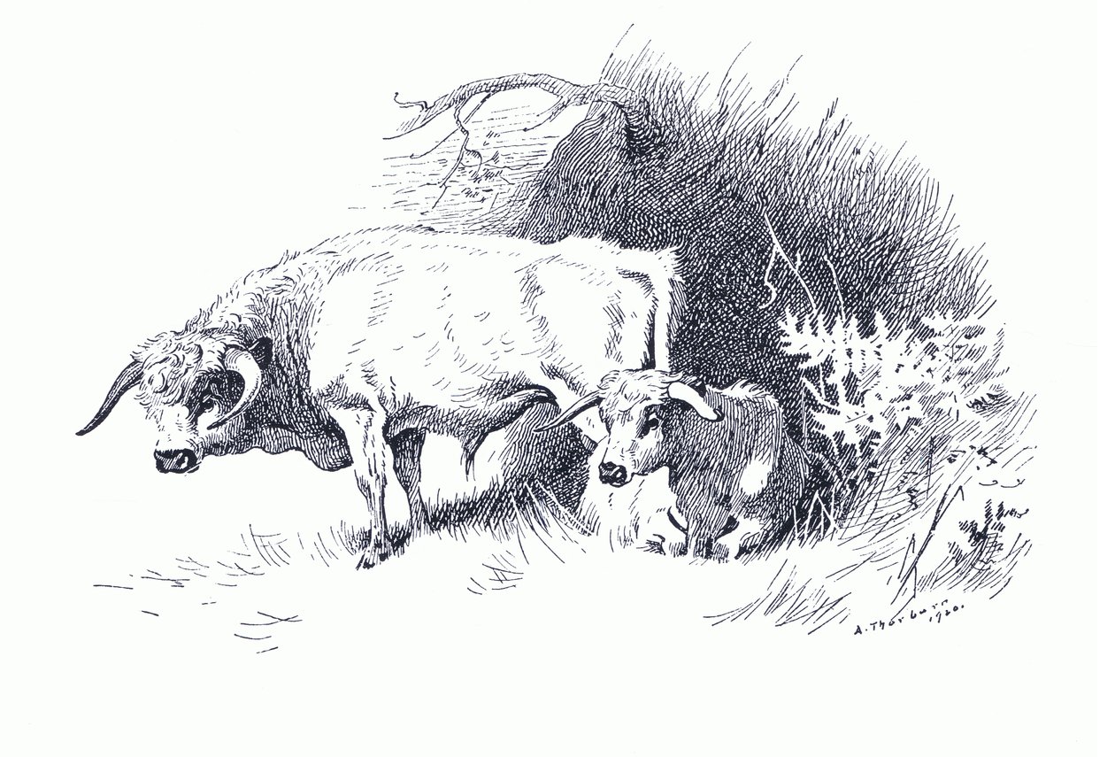 Kvæg, fra Thorburn