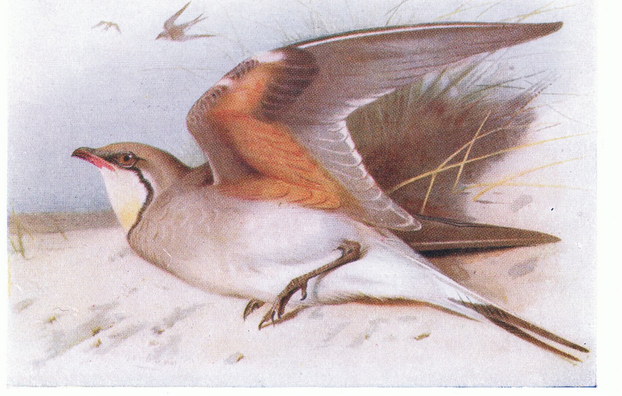Collared Pratincloe, fra Birds of the British Isles and Their Eggs udgivet af Frederick Warne & Co Ltd, 1958 af Archibald Thorburn