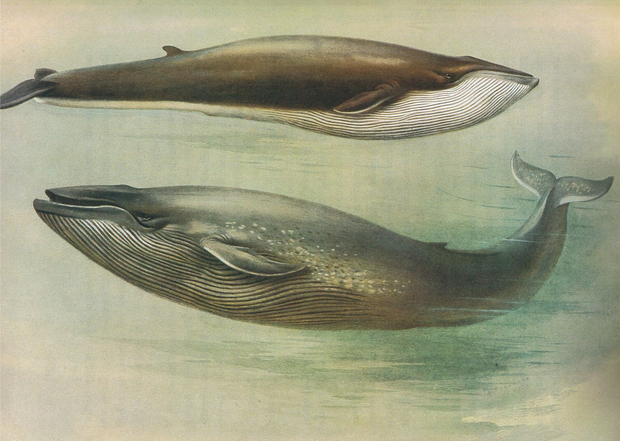 Common Rorqual, Sibbalds Rorqual eller Blue Whale, fra Thorburns Pattedyr udgivet af Longmans og Co, ca. 1920 af Archibald Thorburn