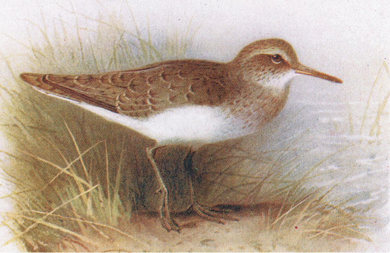 Sandpiper, fra Birds of the British Isles and their Eggs udgivet af Frederick Warne & Co Ltd, 1958 af Archibald Thorburn