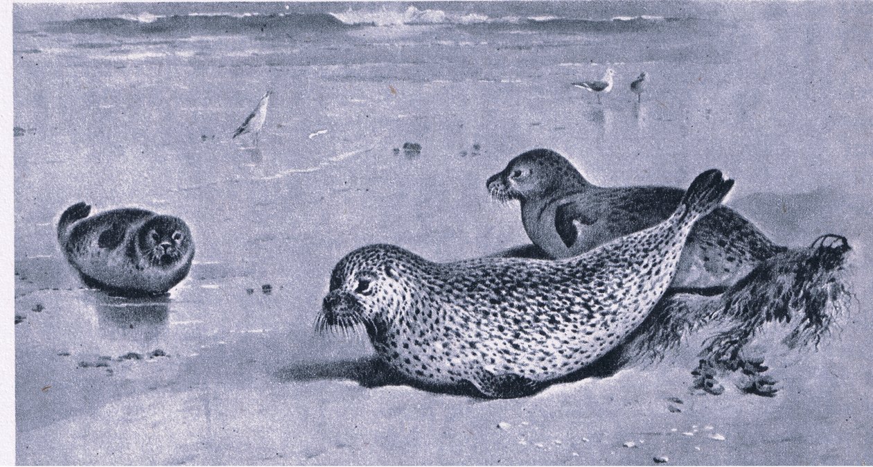 Common Seal, Nature in Britain udgivet af Collins af Archibald Thorburn
