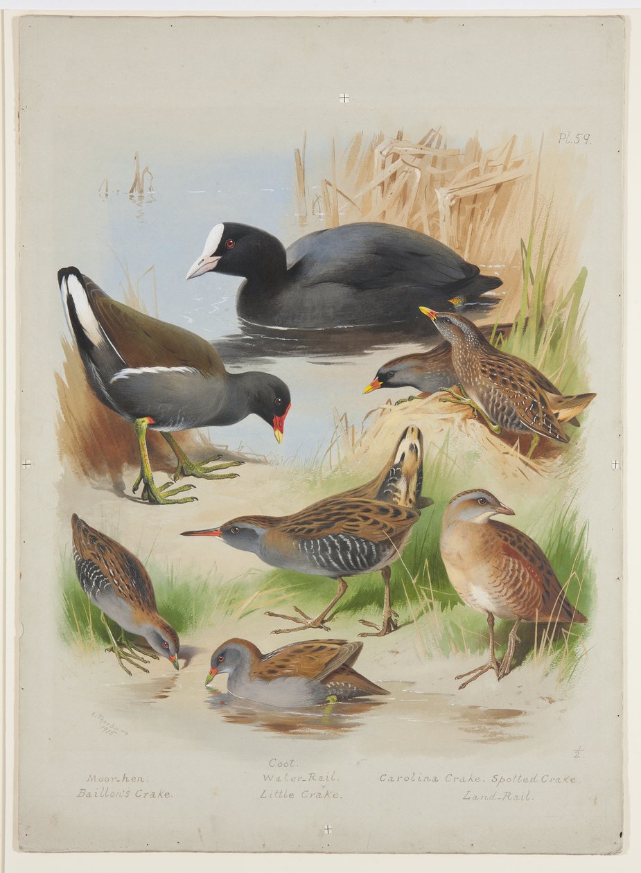 Høns, mosehøne, snirkler og skinner, ca. 1915 (akvarel & kropsfarve over blyant om bord) af Archibald Thorburn