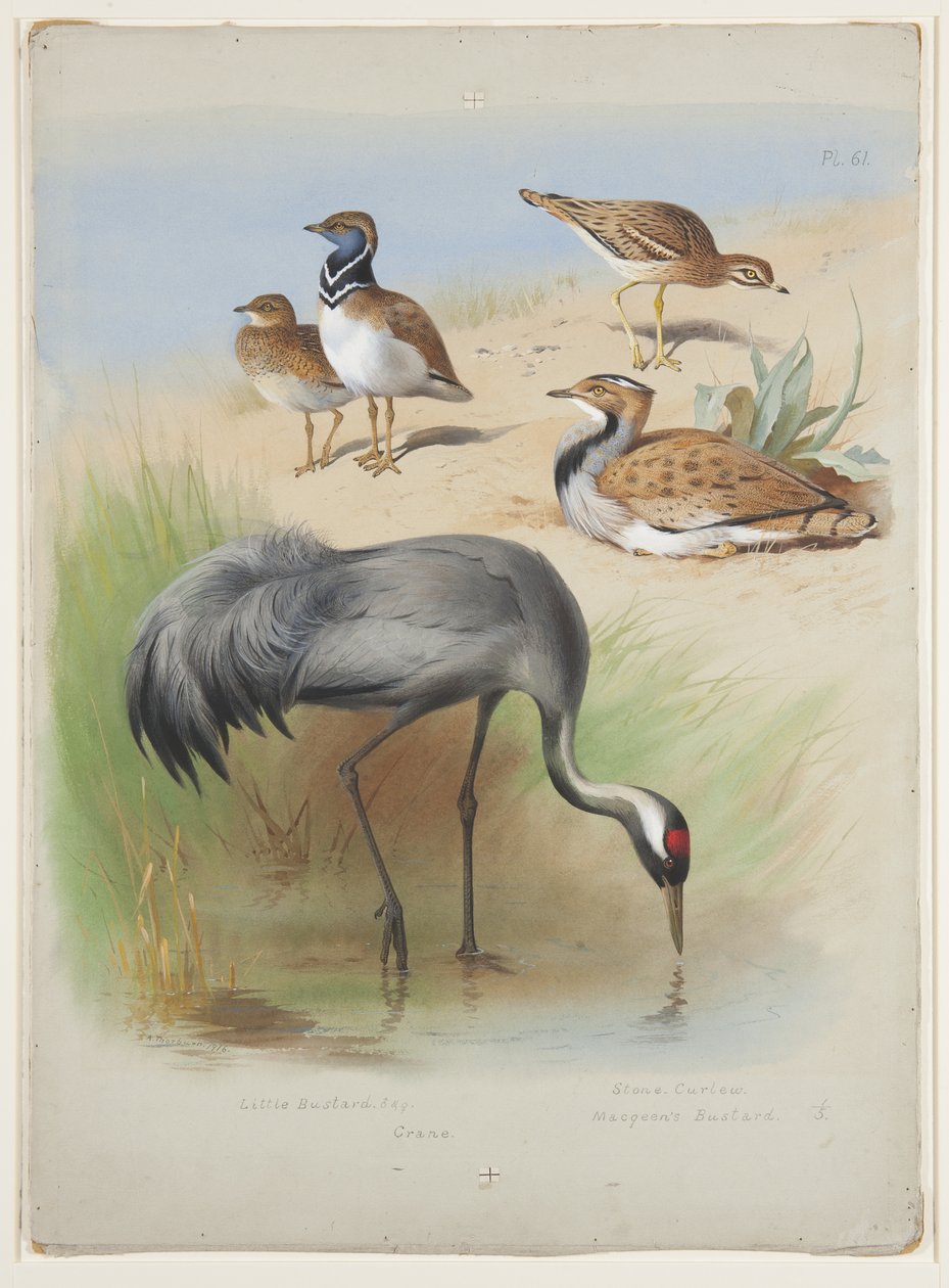 Trane, stenkrølle og bustards, ca. 1915 (akvarel & kropsfarve over blyant på papir) af Archibald Thorburn