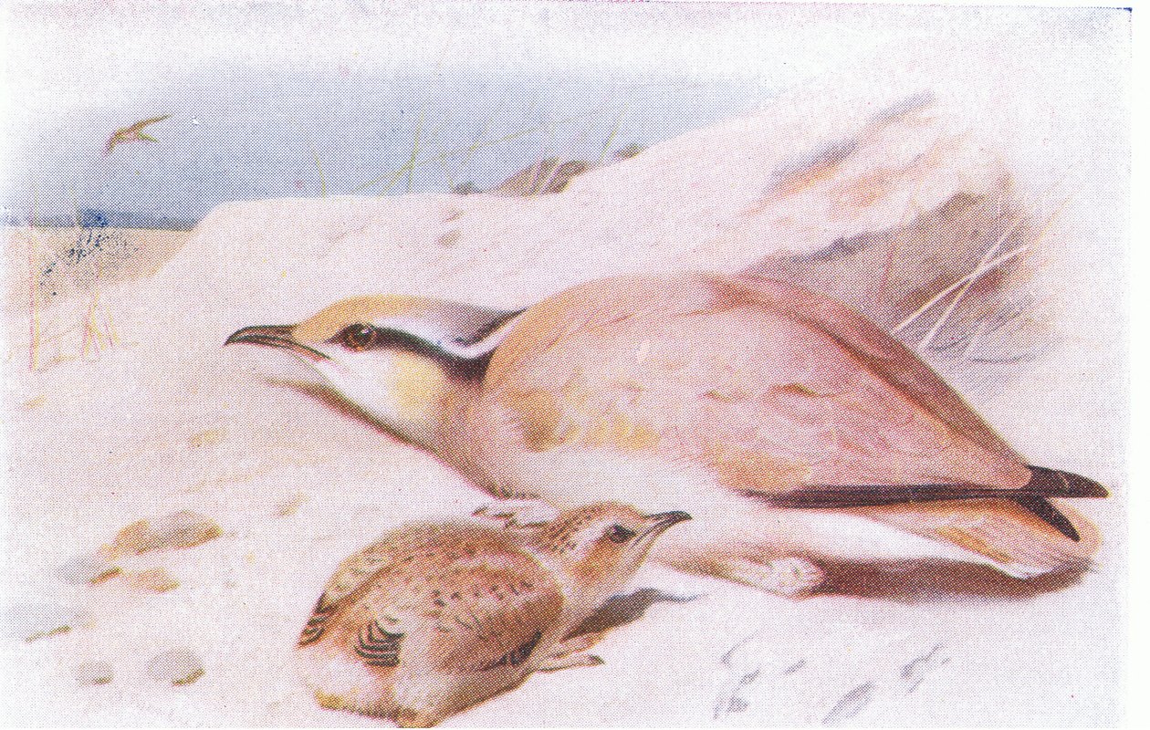 Cream Colored Courser, fra Birds of the British Isles and Their Eggs udgivet af Frederick Warne & Co Ltd, 1958 af Archibald Thorburn