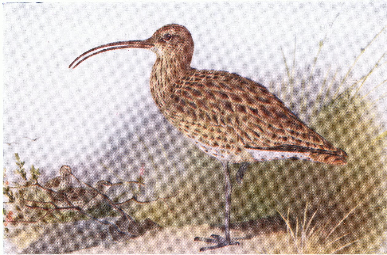 Curlew, fra Birds of the British Isles and Their Eggs udgivet af Frederick Warne & Co Ltd, 1958 af Archibald Thorburn