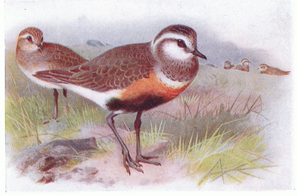 Dotterell, fra Birds of the British Isles and Their Eggs udgivet af Frederick Warne & Co Ltd, 1958 af Archibald Thorburn