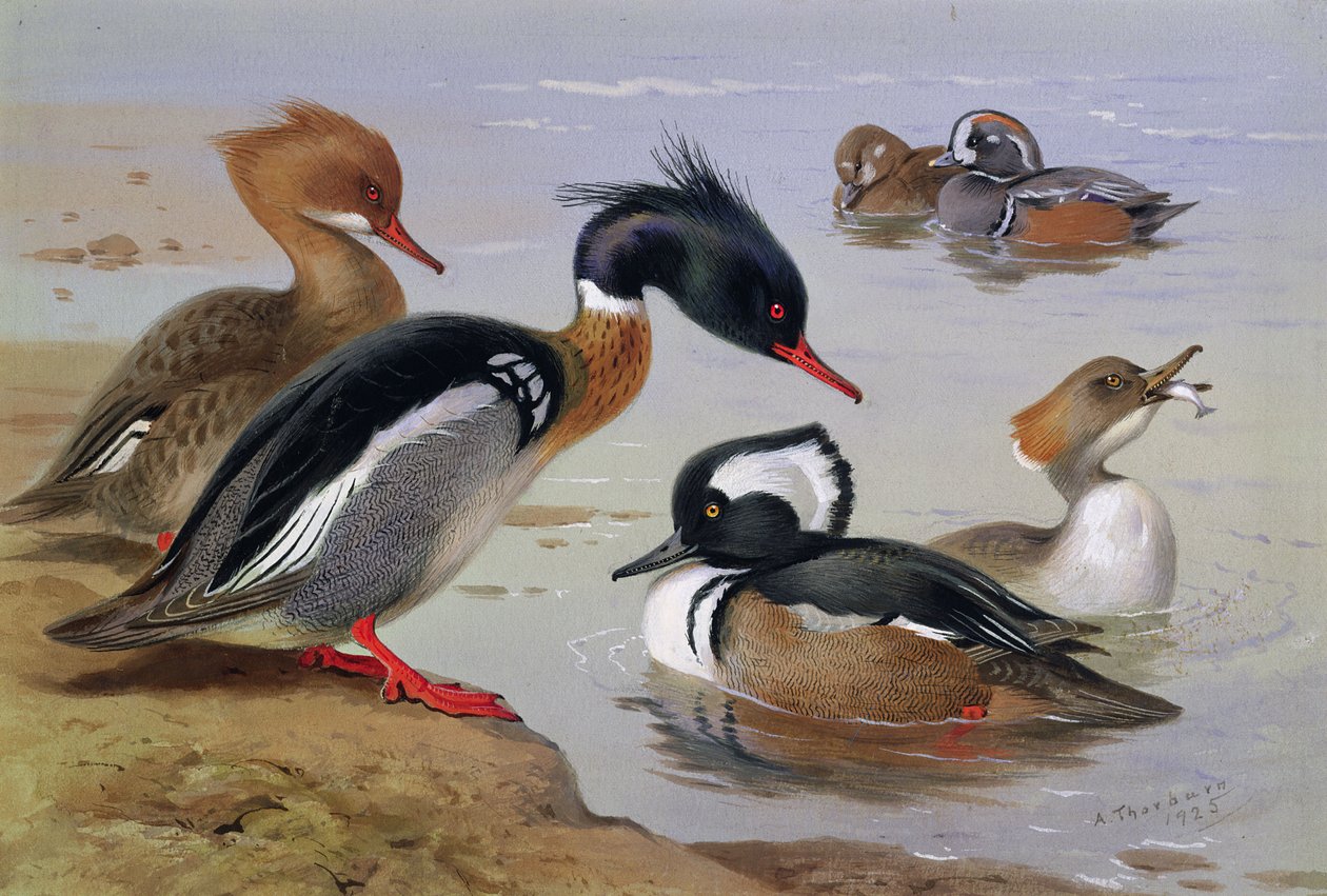 Ænder ved en sø af Archibald Thorburn